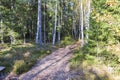 Country road between yellowing trees on blue sky with white clouds background. Royalty Free Stock Photo