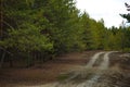 Country road in a young pine forest. Royalty Free Stock Photo