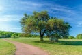 Country Roads, Blue Skies and Oak Trees Royalty Free Stock Photo