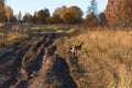 Country roads passing through the field. Frozen grass in frost. Yellow trees in the distance. Orange dog on the road. Royalty Free Stock Photo