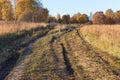 Country roads passing through the field. Frozen grass in frost. Yellow trees in the distance. Orange dog on the road. Royalty Free Stock Photo