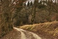 Country roads. A country road leading through an autumn forest. Royalty Free Stock Photo