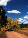 Country rural road with autumn