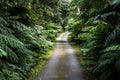 Country rural winding road surrounded by lush green ferns, trees and moss covered verge