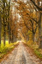 Cinematic moody autumn forest lane scene Royalty Free Stock Photo