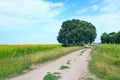 Country sandy road with field of sunflowers and green grass on roadsides. Summer landscape Royalty Free Stock Photo