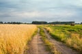 Country sandy road leading to the forest along the golden wheat field on a summer day at sunset. Rural landscape. Royalty Free Stock Photo