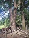 A country scene with trees horse and mule. Una escena campestre con ÃÂ¡rboles caballo y mula Royalty Free Stock Photo