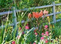 COUNTRY SCENE WITH FLOWERS NEXT TO WOODEN FENCE