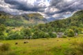 Country scene of sheep in a field Seatoller Borrowdale Valley Lake District