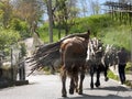 Country side horse