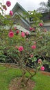 Wild roses enhance the garden