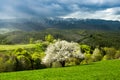 Country side landscape in Transylvania in the spring time with boomed trees , snow on the mountains in the background Romania