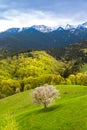 Country side landscape in Transylvania in the spring time with boomed trees , snow on the mountains in the background Romania