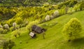 Country side landscape in Transylvania in the spring time with boomed trees , snow on the mountains in the background Romania