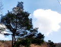 Country side beautifl sky views trees clouds