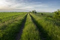 Country side road through the green meadow Royalty Free Stock Photo