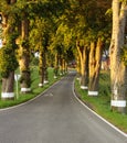 Country side road Royalty Free Stock Photo