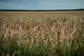 Country side roads. Drought Disaster. Bad Corn. Corn Field. Agronomy, harvest. Royalty Free Stock Photo