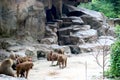 View of Baboons at zoo Royalty Free Stock Photo