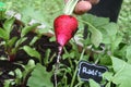 Organic Permaculture Garden Radish Harvest. Market Vegetables Countryside aesthetic. Royalty Free Stock Photo