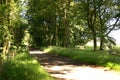 Country track in forest, Greenlaw, scotland in summer