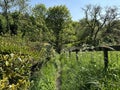 Country trail, past bushes, and wild plants near, Wall Green, Denshaw, UK Royalty Free Stock Photo