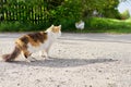 Country tricolor cat watches chicken, predator hunter instincts