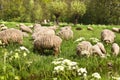 Country walk on sunny day in spring Royalty Free Stock Photo