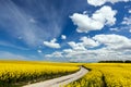 Country way on spring field of yellow flowers, rape. Blue sunny sky Royalty Free Stock Photo