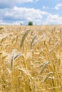 Wheat ears blue sky and clouds Royalty Free Stock Photo