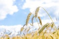 Wheat ears blue sky and clouds Royalty Free Stock Photo