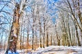 Country winding road in the winter Royalty Free Stock Photo