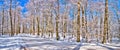 Country winding road in the winter Royalty Free Stock Photo