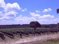 Country wine vines wimberley Royalty Free Stock Photo