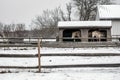 Country Winter Scene of Horses in a barn with snow