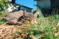 Country yard with a kitten. Cute gray kitten lies on the grass and falls asleep