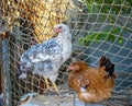 Country yard and two young hens