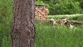 Countryman chop wood with an axe to the woodshed on summer day