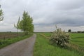 A country road with a blooming hawthorn in spring