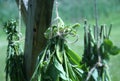 Countryside Medicinal Plants Drying Naturopathy, Herbalism. Holistic Healing Herbs. Rural Wooden . Herbal. Agriculture, Flowers . Royalty Free Stock Photo