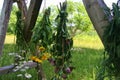 Countryside Medicinal Plants Drying Strings, Herbalism. Holistic Healing Herbs. Rural Wooden . Herbal. Agriculture, Flowers .