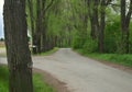 Countryside asphalt road surrounded with trees, springtime Royalty Free Stock Photo