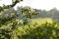 Countryside background framed by nature