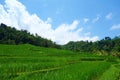 Countryside of Bali filled with Rice Terraces and palm trees, Jatiluwih , Indonesia Royalty Free Stock Photo