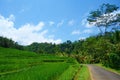 Countryside of Bali filled with Rice Terraces and palm trees, Jatiluwih , Indonesia Royalty Free Stock Photo