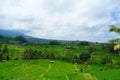 Countryside of Bali filled with Rice Terraces and palm trees, Jatiluwih , Indonesia Royalty Free Stock Photo