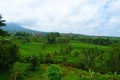 Countryside of Bali filled with Rice Terraces and palm trees, Jatiluwih , Indonesia Royalty Free Stock Photo