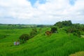 Countryside of Bali filled with Rice Terraces and palm trees, Jatiluwih , Indonesia Royalty Free Stock Photo