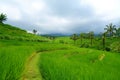 Countryside of Bali filled with Rice Terraces and palm trees, Jatiluwih , Indonesia Royalty Free Stock Photo